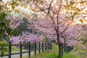 三好公園、河津桜、2月春の花、愛知県みよし市の観光・撮影スポットの画像と写真