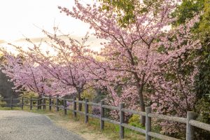 三好公園、河津桜、2月春の花、愛知県みよし市の観光・撮影スポットの画像と写真