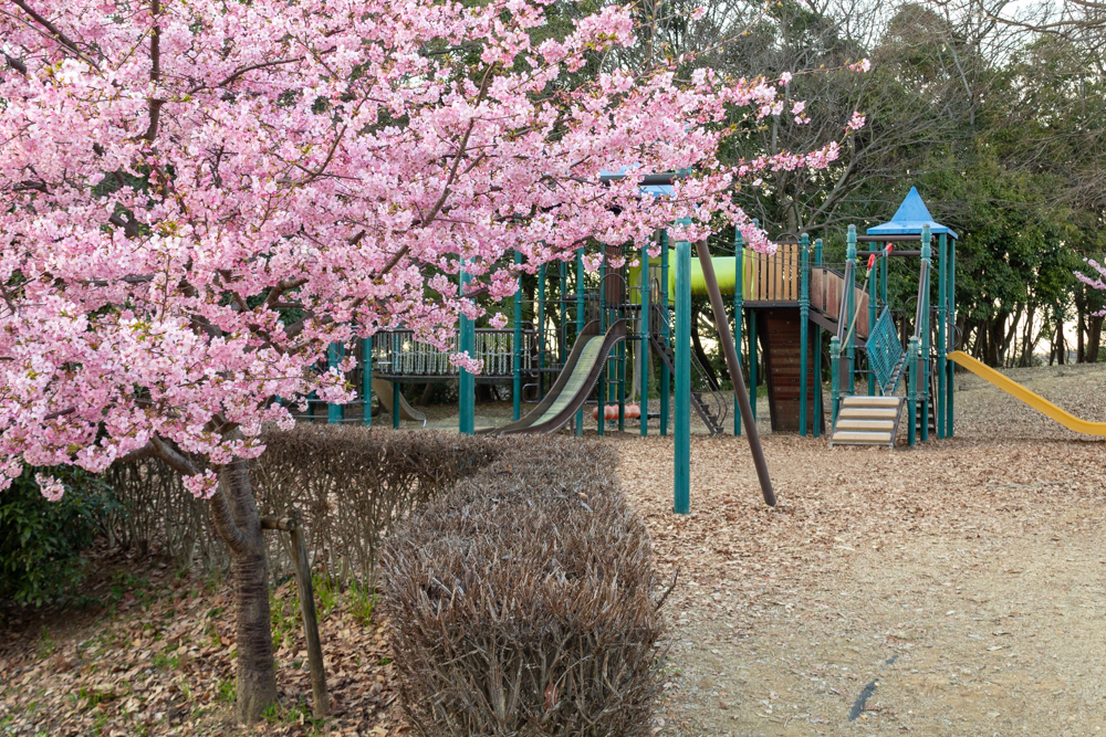三好公園、河津桜、2月春の花、愛知県みよし市の観光・撮影スポットの画像と写真