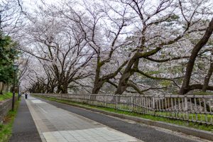名古屋城、さくら、3月春の花、名古屋市中区の観光・撮影スポットの画像と写真