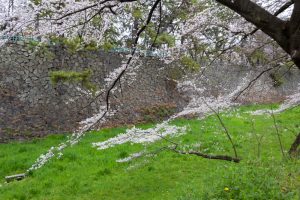 名古屋城、さくら、3月春の花、名古屋市中区の観光・撮影スポットの画像と写真
