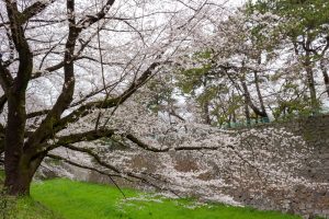 名古屋城、さくら、3月春の花、名古屋市中区の観光・撮影スポットの画像と写真