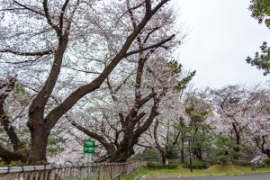 名古屋城、さくら、3月春の花、名古屋市中区の観光・撮影スポットの画像と写真