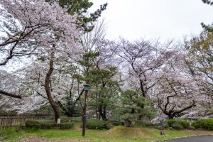 名古屋城、さくら、3月春の花、名古屋市中区の観光・撮影スポットの画像と写真