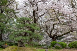 名古屋城、さくら、3月春の花、名古屋市中区の観光・撮影スポットの画像と写真