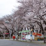 名古屋城、さくら、3月春の花、名古屋市中区の観光・撮影スポットの画像と写真