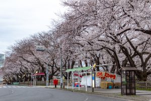 名古屋城、さくら、3月春の花、名古屋市中区の観光・撮影スポットの画像と写真