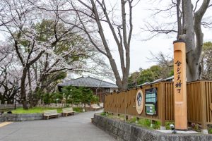 金シャチ横丁、さくら、3月春の花、名古屋市中区の観光・撮影スポットの画像と写真