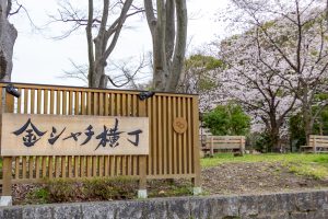 金シャチ横丁、さくら、3月春の花、名古屋市中区の観光・撮影スポットの画像と写真