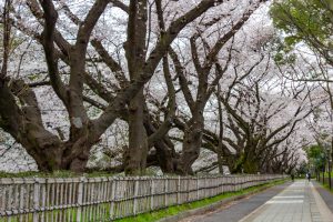 名古屋城、さくら、3月春の花、名古屋市中区の観光・撮影スポットの画像と写真