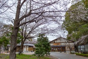 名古屋城、さくら、3月春の花、名古屋市中区の観光・撮影スポットの画像と写真