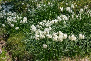 名古屋市農業センターdelaふぁーむ、水仙、3月春の花、名古屋市昭和区の観光・撮影スポットの名所