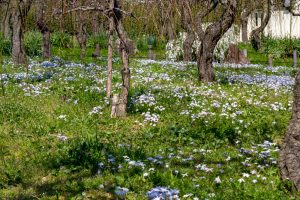 名古屋市農業センターdelaふぁーむ、3月春の花、名古屋市昭和区の観光・撮影スポットの名所