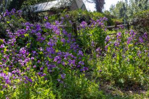 名古屋市農業センターdelaふぁーむ、3月春の花、名古屋市昭和区の観光・撮影スポットの名所