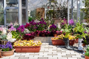 名古屋市農業センターdelaふぁーむ、3月春の花、名古屋市昭和区の観光・撮影スポットの名所