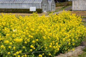 名古屋市農業センターdelaふぁーむ、菜の花、3月春の花、名古屋市昭和区の観光・撮影スポットの名所