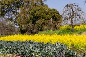 名古屋市農業センターdelaふぁーむ、菜の花、3月春の花、名古屋市昭和区の観光・撮影スポットの名所
