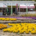 名古屋市農業センターdelaふぁーむ、3月春の花、名古屋市昭和区の観光・撮影スポットの名所