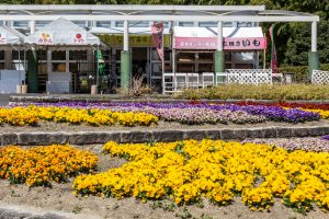 名古屋市農業センターdelaふぁーむ、3月春の花、名古屋市昭和区の観光・撮影スポットの名所
