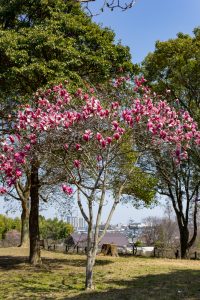 名古屋市農業センターdelaふぁーむ、モクレン、3月春の花、名古屋市昭和区の観光・撮影スポットの名所