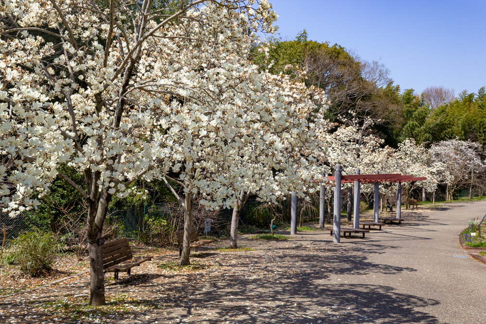 名古屋市農業センター、モクレン、3月春、名古屋市昭和区の観光・撮影スポットの名所