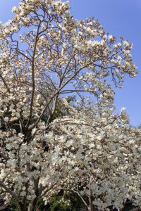 名古屋市農業センターdelaふぁーむ、モクレン、3月春の花、名古屋市昭和区の観光・撮影スポットの名所