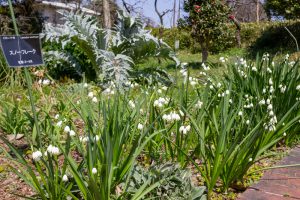 名古屋市農業センターdelaふぁーむ、水仙、3月春の花、名古屋市昭和区の観光・撮影スポットの名所