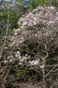 名古屋市農業センターdelaふぁーむ、モクレン、3月春の花、名古屋市昭和区の観光・撮影スポットの名所