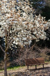 名古屋市農業センターdelaふぁーむ、モクレン、3月春の花、名古屋市昭和区の観光・撮影スポットの名所