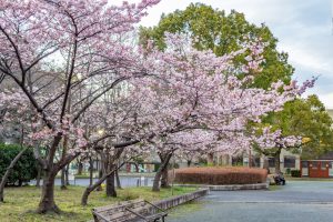 名古屋市市政資料館、 河津桜、２月春の花名古屋市東区の観光・撮影スポットの名所