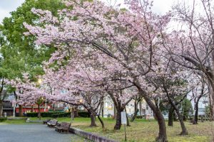 名古屋市市政資料館、 オオカンザクラ、２月春の花名古屋市東区の観光・撮影スポットの名所