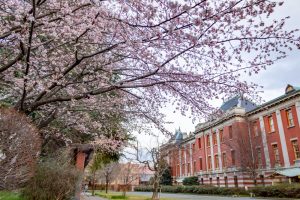 名古屋市市政資料館、 オオカンザクラ、２月春の花名古屋市東区の観光・撮影スポットの名所