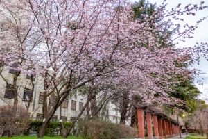 名古屋市市政資料館、 オオカンザクラ、２月春の花名古屋市東区の観光・撮影スポットの名所