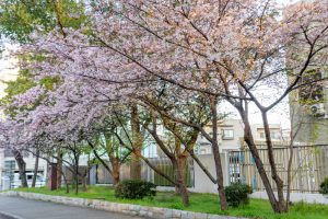 名古屋市市政資料館、 オオカンザクラ、２月春の花名古屋市東区の観光・撮影スポットの名所