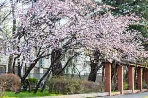 名古屋市市政資料館、 オオカンザクラ、２月春の花名古屋市東区の観光・撮影スポットの名所