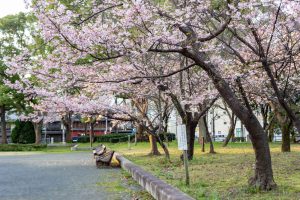 名古屋市市政資料館、 河津桜、２月春の花名古屋市東区の観光・撮影スポットの名所