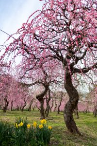 名古屋市農業センターdelaふぁーむ、梅の花、2月の春の花、名古屋市昭和区の観光・撮影スポットの名所
