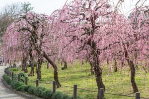 名古屋市農業センターdelaふぁーむ、梅の花、2月の春の花、名古屋市昭和区の観光・撮影スポットの名所
