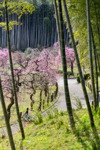 名古屋市農業センターdelaふぁーむ、梅の花、2月の春の花、名古屋市昭和区の観光・撮影スポットの名所