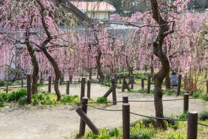 名古屋市農業センターdelaふぁーむ、梅の花、2月の春の花、名古屋市昭和区の観光・撮影スポットの名所