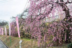 名古屋市農業センターdelaふぁーむ、梅の花、2月の春の花、名古屋市昭和区の観光・撮影スポットの名所