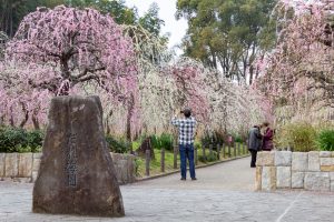 名古屋市農業センターdelaふぁーむ、梅の花、2月の春の花、名古屋市昭和区の観光・撮影スポットの名所