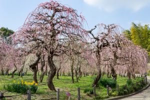 名古屋市農業センターdelaふぁーむ、梅の花、2月の春の花、名古屋市昭和区の観光・撮影スポットの名所