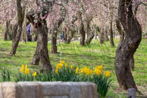 名古屋市農業センターdelaふぁーむ、梅の花、2月の春の花、名古屋市昭和区の観光・撮影スポットの名所