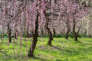 名古屋市農業センターdelaふぁーむ、梅の花、2月の春の花、名古屋市昭和区の観光・撮影スポットの名所