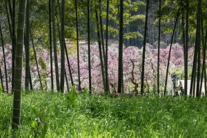 名古屋市農業センターdelaふぁーむ、梅の花、2月の春の花、名古屋市昭和区の観光・撮影スポットの名所