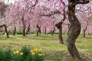 名古屋市農業センターdelaふぁーむ、梅の花、2月の春の花、名古屋市昭和区の観光・撮影スポットの名所