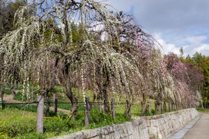 名古屋市農業センターdelaふぁーむ、梅の花、2月の春の花、名古屋市昭和区の観光・撮影スポットの名所