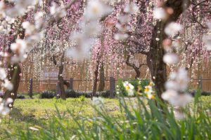 名古屋市農業センターdelaふぁーむ、梅の花、2月の春の花、名古屋市昭和区の観光・撮影スポットの名所
