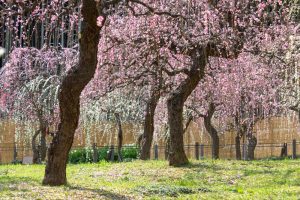 名古屋市農業センターdelaふぁーむ、梅の花、2月の春の花、名古屋市昭和区の観光・撮影スポットの名所